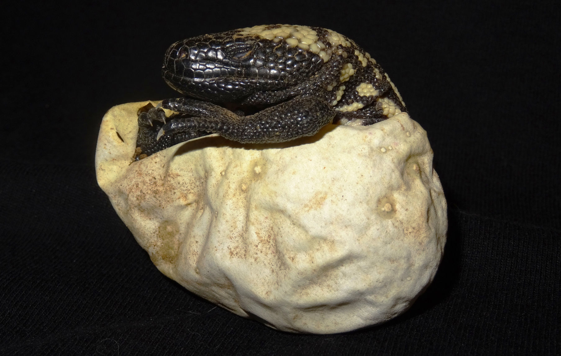 Gila monster